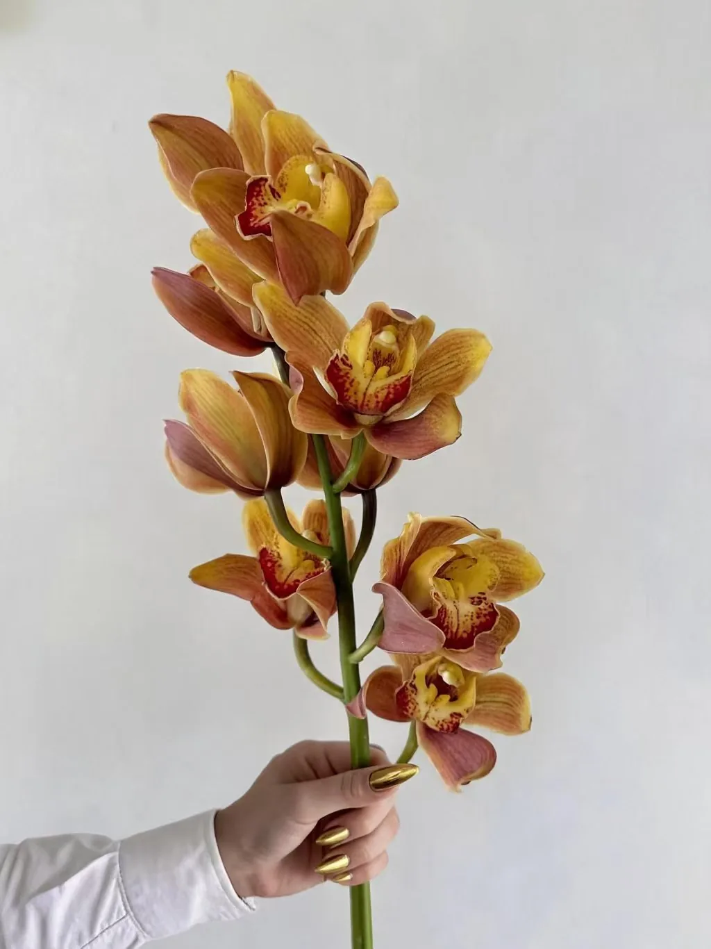 大花惠兰 · 大花蕙兰·红色